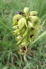 Orthochilus foliosus