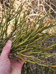 Carmichaelia petriei