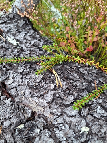 black crowberry