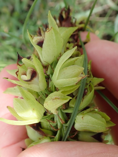 Image of Orthochilus foliosus by no rights reserved