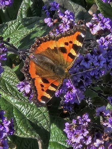 Small Tortoiseshell