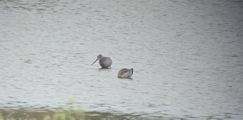 Spotted Redshank