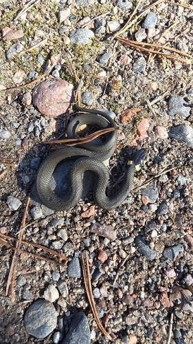 grass snake