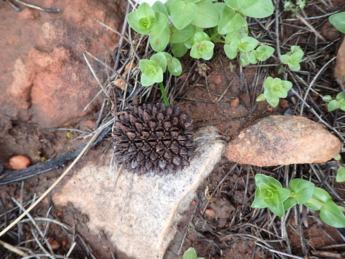 Allocasuarina verticillata, photograph 5