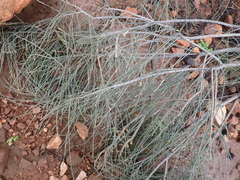 Allocasuarina verticillata, photograph (c) Em Lamond, some rights reserved (CC BY)