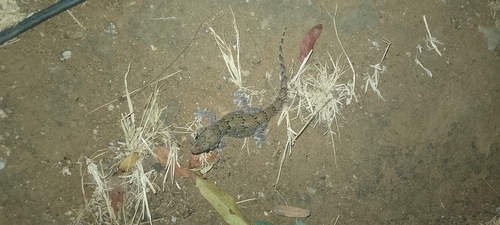 Fischer's Thick-toed Gecko