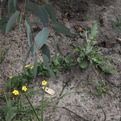 Goodenia hederacea