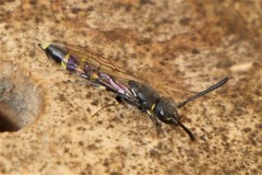 Monosapyga clavicornis