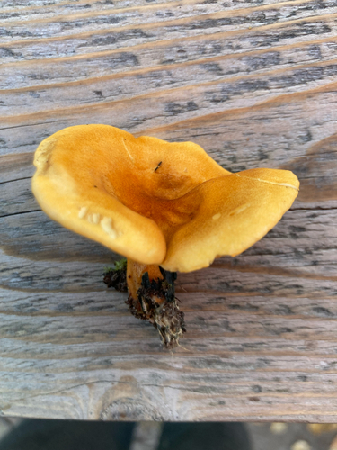 False Chanterelle