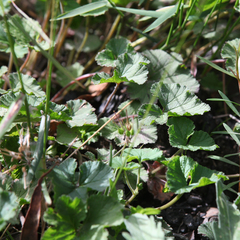 Pelargonium inodorum