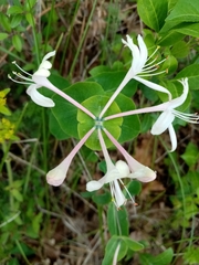 Lonicera caprifolium
