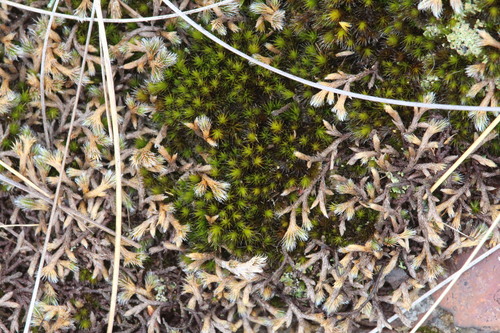 Campylopus pilifer observed 2026-09-05