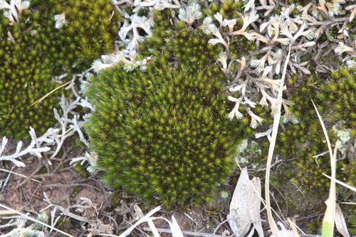 Campylopus pilifer observed 2026-09-05