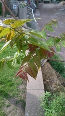 Ailanthus altissima