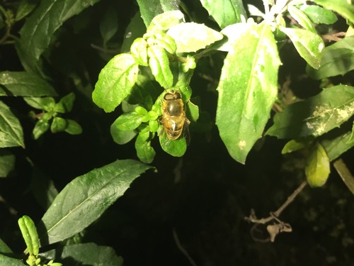 Common Drone Fly