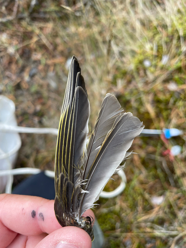 Plume de Bruant jaune