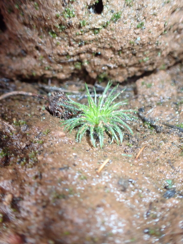 Centrolepis strigosa, photograph 4