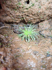 Centrolepis strigosa, photograph (c) Em Lamond, some rights reserved (CC BY)