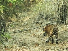 Panthera tigris tigris