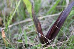 Dactylorhiza incarnata cruenta