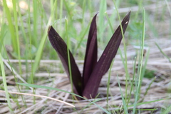 Dactylorhiza incarnata cruenta