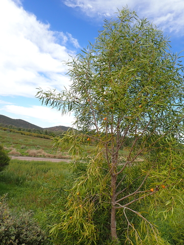 Pittosporum angustifolium, photograph 3