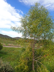 (c) Em Lamond, some rights reserved (CC BY) Pittosporum angustifolium, photograph (c) Em Lamond, some rights reserved (CC BY)