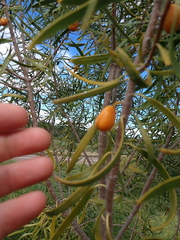 (c) Em Lamond, some rights reserved (CC BY) Pittosporum angustifolium, photograph (c) Em Lamond, some rights reserved (CC BY)