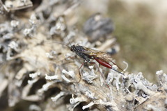 Cryptinae