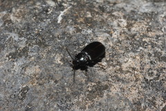 Helopini