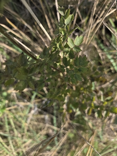 Lesser Meadow-rue