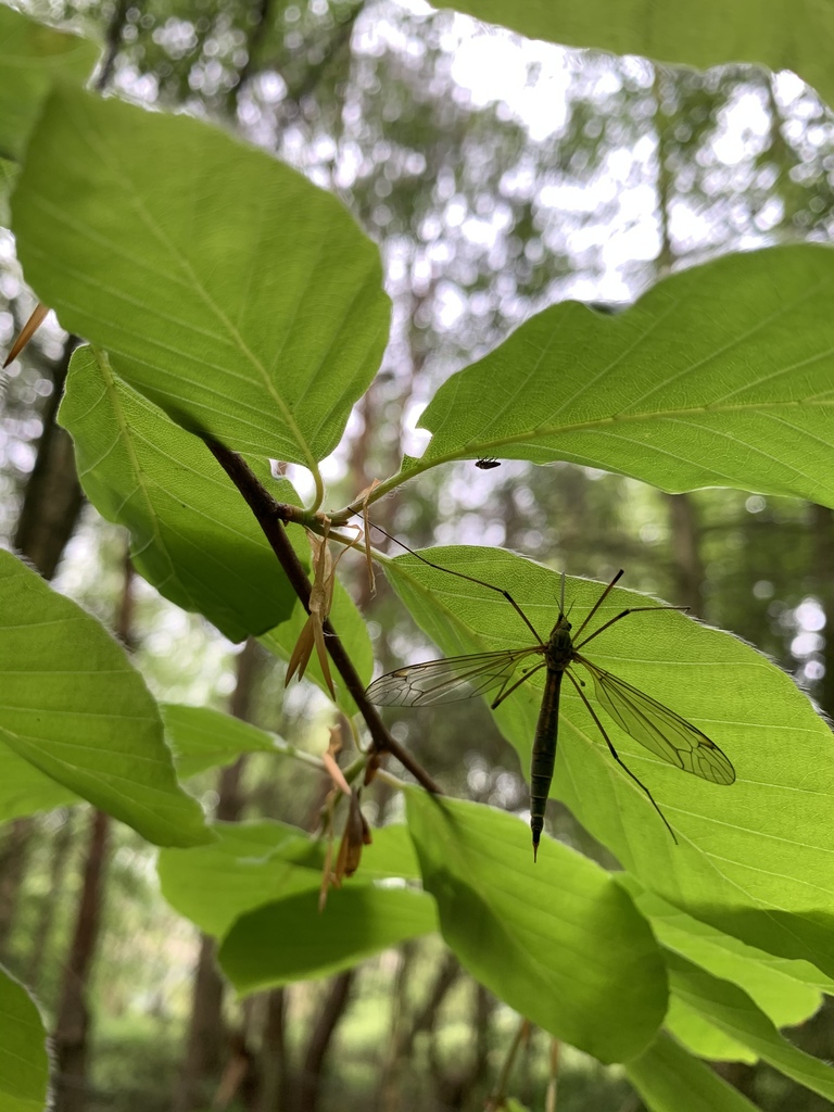 Tipula flavolineata