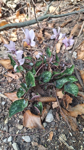 European Cyclamen