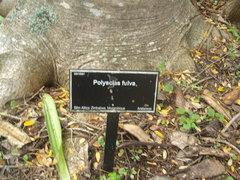 Polyscias fulva