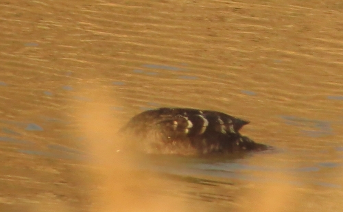 iNaturalist image