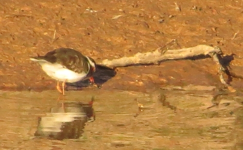 iNaturalist image