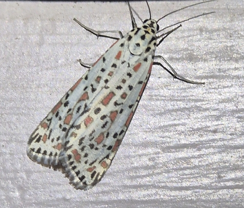 Heliotrope Moth