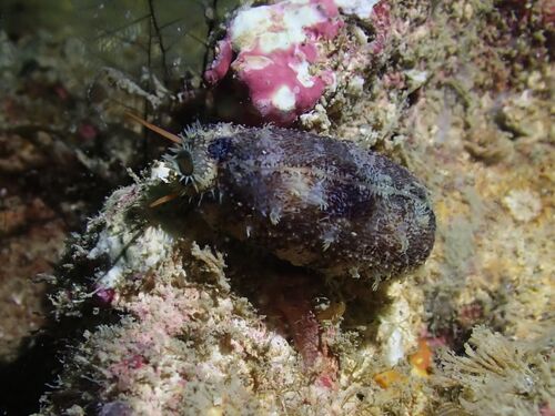 Cypraea cylindrica observed 2026-09-05