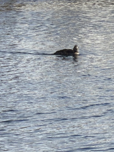 Common Eider