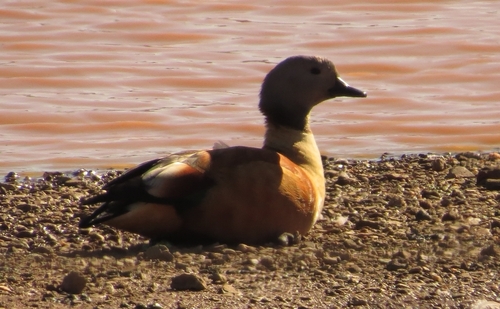 iNaturalist image