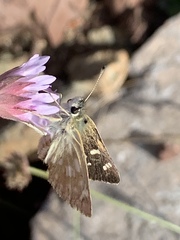 Muschampia tessellum