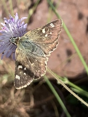 Muschampia tessellum