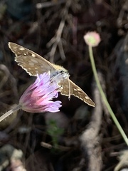 Muschampia tessellum