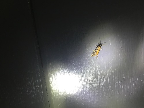 Clouded Footman