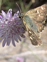 Muschampia tessellum