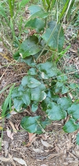 Smilax australis