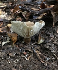 Lactifluus wirrabara