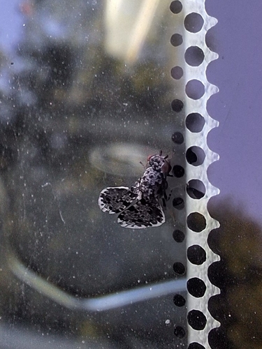 Peacock Fly