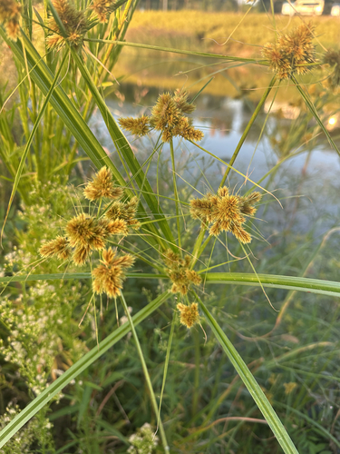 clustered flatsedge