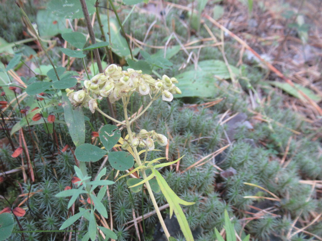Patrinia rupestris; photograph author not stated, no rights reserved